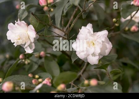 Blanc Camellia japonica x C.lutchuensis 'Cinnamon Cindy' Banque D'Images