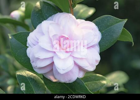 Pink Camellia japonica L. 'Cheryl Lynn' Theaceae Banque D'Images