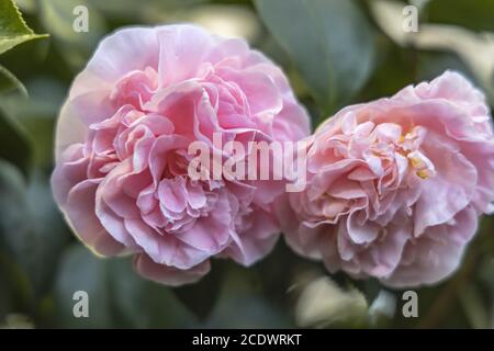 Rose Camellia japonica L. 'Debutante' Theaceae Banque D'Images