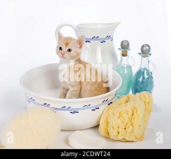 Chaton de six semaines dans un lavabo Banque D'Images