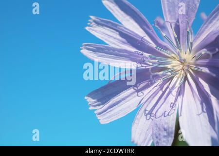 Fleurs de chicorée bleues et ciel bleu comme arrière-plan. Beaucoup de variétés sont cultivées pour des feuilles de salade, des chicons (bourgeons blanchis), ou des racines, qui sont cuits Banque D'Images