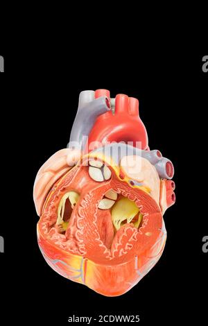 Modèle de coeur humain ouvert sur fond noir Banque D'Images