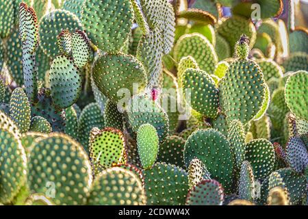 Cactus mexicain Opuntia microdasys Banque D'Images