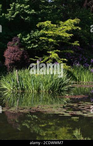 Le jardin de Monet, Giverny, la Normandie, France Banque D'Images