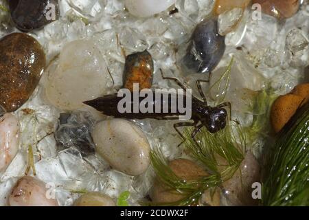 Une nymphe de libellule dans l'eau d'un étang hollandais. Été, pays-Bas, juin Banque D'Images