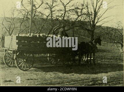 . Chou tardif, de la graine jusqu'à la récolte, également l'élevage de graines . Figure 24.-champ de chou avec des routes coupées à travers lui. Il est maintenant informe de récolter les têtes. Si le chou est coupé et laissé sur le sol pendant un certain temps, placez-le vers le bas; ceci empêchera le desséchant ou le gel, si le temps tournisoudainement froid. Après la première terre est coupée, les hommes peuvent démarrer et charger le wagon, tandis que l'équipe est déchargemg themen peut couper plus de chou; ceci maintient tout le travail, ainsi il ya 90 CHOU TARDIF n'est pas perdu de temps, il donne également aux hommes une chance de changer les genres de travail. Si la distance Banque D'Images