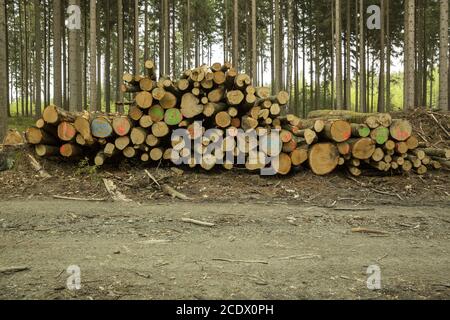 Pile de troncs de hêtre sciés et numérotés dans la forêt Banque D'Images