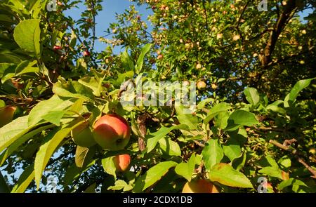 De nombreuses pommes (malus) sont accrochées à un pommier situé dans la zone de biosphère de l'alb du souabe. Banque D'Images