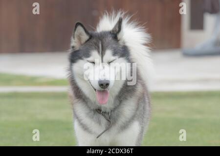 Chien husky de sibérie très mignon en gros plan le jour de l'été. Mise au point sélective Banque D'Images