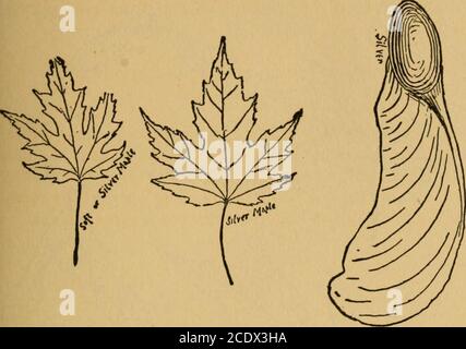 . Le livre de woodcraft . Les oiseaux-yeux et l'érable maudlé sont des limaces de thégrain. Feuilles de 3 à 5 pouces de long. Sa sève produit le célèbre sucre d'érable. Man. À la Nouvelle-Écosse et au sud du golfe. Érable argenté, érable blanc ou mou (Acer saccharinuni) habituellement un Httle plus petit que l'érable à sucre et muchinférieur comme bois. Bois dur, grain étroit. Un pied de cabine pèse 33 livres et laisse 5 à 7 pouces de long. Ce treeproduit un sucre Httle. Il est noté pour son âge de fou jaune en automne. De la Nouvelle-Écosse à Minn, et au sud jusqu'à Okla.et GA. Forestry 439. Red, Scarlet, Water ou Swamp Maple {Acer rubrum) UN arbre fin les mêmes s. Banque D'Images