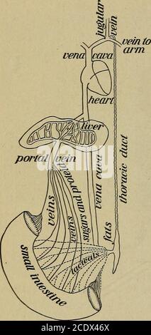 . Le corps humain et la santé : un livre de texte élémentaire de l'anatomie essentielle, de la physiologie appliquée et de l'hygiène pratique pour les écoles . s plus tard, les nombreux petits vaisseaux lactéaux apparaissent en blanc, à cause de la fatine eux. Le système Portal. —le système portalsystem se compose d'une grande veine portalveine, avec ses affluents menginingdans les capillaires de l'intestin, de l'estomac, et d'autres organes abdominaux, et ses branches finissant dans les capillaires du liv6r. Les thécapillaires ne sont pas réellement termi-nés dans le foie, mais sont continuésavec les capillaires formant la veine hépatique transportant le sang provenant du foie. Banque D'Images