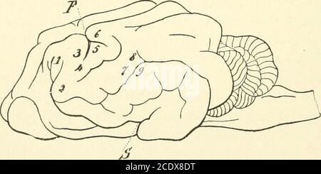 . Manuel de physiologie de Kirkes . Figure 407.. Figure 408. Fig. 407 et 408.—cerveau de chien, vu de dessus et dans le profil. F, fissure frontale parfois appelée sulcus crucial, correspondant à la fissure de Rolando chez l'homme; 5, fissure de Sylvius, autour de laquelle les quatre convolutions longitudinales sont disposées de façon concentrique; 1, flexion de la tête sur le cou, dans la ligne médiane; 2, flexion de la tête sur le cou, avec rotation vers le côté du thestimulus; 3, 4, flexion et extension du membre antérieur; 5, 6, flexion et extension du postériormembre; 7, 8, 9, contraction de l'orbicularis oci et du visage Banque D'Images