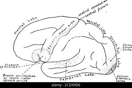 . L'évolution et la fonction de la vie de la matière . acquis. Dans la première partie de ce travail (parole humaine) a erré au développement et à l'arrangement structurel de la substance nerveuse de la moelle épinière et du cerveau, Il est donc inutile pour nous de répéter cela ^ le terme Neopalium a employé pour signifier le pallium ou cortex de cette partie des hémisphères cérébraux avec lesquels nous sommes principalement concernés, comme étant distinct du pallium d'autres régions de lopesor du cerveau. Le terme est bien choisi par le professeur G. ElliotSmith, car ce cortex ou pallium est constitué de superad Banque D'Images