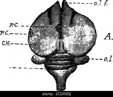 . L'évolution et la fonction de la matière vivante. Ontrols mouvements effectués sur leur substance livingen réponse à l'action directe de stimuli. Dans la classe des oiseaux qui suivent les reptiles à l'échelle croissante de la vie animale, nous trouvons que le theneopallium ou la surface externe de leurs hémi-sphères cérébrales est constitué d'une strate superficielle de granularmatière contenant deux couches de cellules polymorphes ;de la surface interne de ces cellules fibres nerveuses passant et de toutes les parties du cerveau animal, Certains d'entre eux s'étendant à travers la médulla oblongata intola moelle épinière (Fig. 13). Après removi Banque D'Images