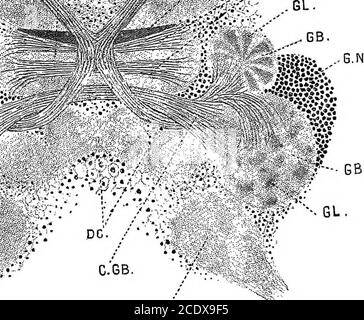 . L'évolution et la fonction de la matière vivante purposve . et qu'il passe la connexion intodirecte avec le segment intermédiaire du cerveau.nous avons des raisons de penser que cette substancenerveux est en quelque sorte liée à la quantité d'intesUi-gence affichée par les différents ordres de cette classe d'animaux. Les yeux de l'écrevisse sont très complexes et forment une multitude de tiges visuelles isolées par des cellules de porc, une extrémité de la tige est tournée vers le monde extérieur, tandis que l'autre extrémité enferme l'extrémité de l'une des fibres du nerf optique. La tige formatl'instrument par lequel le rayon réfracté Banque D'Images
