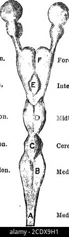 . L'évolution et la fonction de la matière vivante pureposive . membres, et peut être considéré comme représentant-ing un reste d'une ancienne et simple classe de vertébrés, Qui sont loin en dessous de la structure stagereached par les poissons authentiques.^ il est bien à cet endroit de donner un aperçu général des structures qui entrent dans la formation du cerveau de ce, la classe la plus simple des animaux vertébrés, surtout en relation avec le développement de son twocorpora striata, et (thalami yptique, car il est en grande partie uponwork effectué par la substance nerveuse des parties du cerveau que le caractère héréditaire des animaux d Banque D'Images