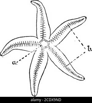 . L'évolution et la fonction de la matière vivante purposve . connue sous le nom d'échinodermes, qui incluent les étoiles de mer avec son corps et cinq bras radiatingarms et leurs nombreux pieds ambulacriques ou musculartubes qui finissent par plaque ou suckers.par les théesucsonickers le feetcling à toute substance thatvient dans reachof les bras animalsarms. La structure de la nervosité de ces.Invertebrata con-sists principalement du système acentral qui toujours re- tnina afr-riTicr inrlipn. f- ??—diagramme du néveux [syslcm des arams SMOrig llimua- g^j^],,,,,,],. A, nerf central-sitions épithéliales » de Hue, de son mensonge? p*! Banque D'Images