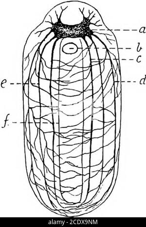 . L'évolution et la fonction de la matière pumposive vivante . ks,ils se trouvent sur des points séparés de la pastille optique et sont reliés aux cellules ganglionnaires subjacentes par le biais de fibres ofnerveuses, et de cette façon aussi avec le système generalnerveux^de l'animal. Les vers plats (Platy-helmia) sont pour la plupart para-sitiques, leur système nerveux en règle générale consiste en un anumber de cellules ganglionnaires uniques devant le thépharynx ou l'ouverture qui mène aux animaux organes digues (Fig. 8). Le système nerveux, bien que moins immédiatelya partie de la couche externe (ecto-derm) des cellules que isthe cas avec polypes andjelly-poisson, Banque D'Images