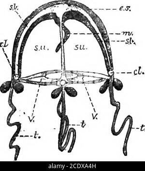 . L'évolution et la fonction de la matière vivante. Cartouche, et conduit à la décharge de la balle, Par la force comparableto que de l'énergie nerveuse qui devient manifeste dans les mouvements d'un corps polypique et des tentacules.il est à noter que le stimulus ou l'énergie actingsur le protoplasmictrigger est dérivé de l'environnement, et que l'actionpurposve entre en jeu et dirige cette force intoappropriée mouvements. En plus des tactilesfilaments de projection libres que nous avons re-ferred à, d'autres processus pro-toplasmiques peut-être vu en particulier sur les tentacules ahydroïdes. Filaments p Banque D'Images