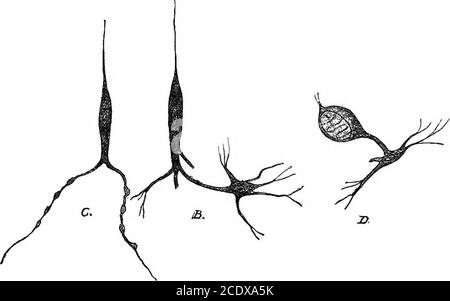 . L'évolution et la fonction de la matière de la vie. Figure 3, — cellule sensitive tactile ohydroïde, son protoplasme étant pro-longé en contractile muscle- ou Motor.cell. (Après Lendenfeld.) 34 L'ÉVOLUTION DES branches de LA MATIÈRE PUREPOSIVE qui communiquent avec le muscle voisin - CEUS, et aussi avec les fibrilles qui passent d'autres cellules nerveuses.UN stimulus ou une cause d'excitation agissant sur le filament tréeexceptionnel d'un système tel que ce referredto, est conduit à la substance uving de la cellule,. Figure 4.—5, cellule sensorielle reliée à la cellule nerveuse ganglidnic. C, Protoplasnucfiber d'une sens tactile Banque D'Images