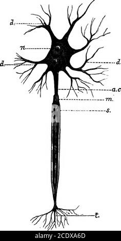. L'évolution et la fonction de la matière vivante purposve . eof conservant les impressions faites sur elle par repedstimuli reçus de diverses sources, et ces im-pressions peuvent être ré-excités et mis en jeu par l'action de similaire, Ou par d'autres formes de stimuli à ceux qui avaient produit l'impression originale.nous devons maintenant montrer que les purposeelements d'animaux d'ui deviennent développés simultanément avec la complexité structurelle croissante découlant de leur lutte pour l'existence. Il semble donc souhaitable, en premier lieu, de rendre compte brièvement du développement du système nerveux Banque D'Images