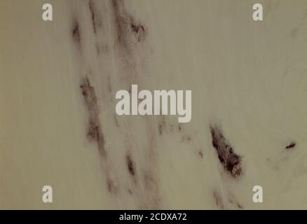 Quelques-unes des centaines de variétés de marbre en Turquie. Fond de texture à motifs en marbre pour le design. motif de fond abstrait texture en marbre. Banque D'Images