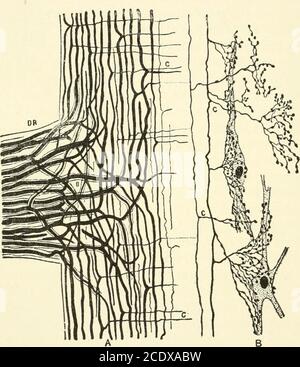 . Le manuel de physiologie de Kirkes . ters pour la nutrition des fibres nerveuses qui leur sont données.quand elles sont coupées, les parties des nerfs si coupés dégénèrent, alors que les parties qui restent en relation avec les cellules des ganglions ne le sont pas. La section de Thuson de la racine nerveuse postérieure au-delà du ganglion, la partie périphérique ne génère pas et la partie centrale ne le produit pas, et sur la section de la racine entre 524 LE SYSTÈME NERVEUX, le ganglion et le cordon, la partie centrale dégénère et le périphérique n'est pas affecté. Réflexes spinaux chez l'homme et les mammifères. Une grande partie de notre connaissance des réflexes de la corde est d Banque D'Images