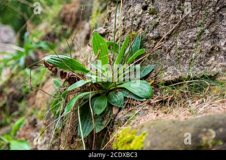 Plantain de ribose (Plantago lanceolata) croissant dans les fissures entre les pierres d'un ancien château en ruine Banque D'Images