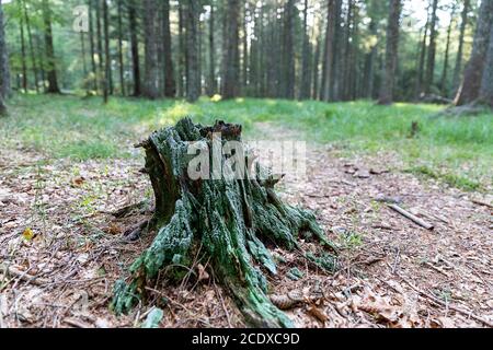 Souche d'arbre dans la forêt de pins Banque D'Images