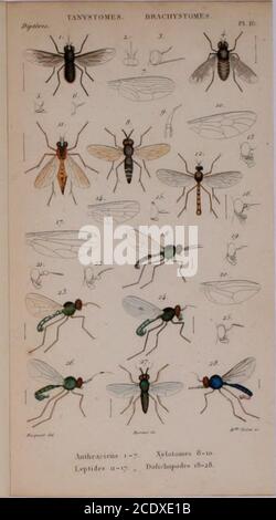 . Histoire naturelle des insectes : Diptères . -#^^^ ^1^.:^ J 7 ?JF^ ^^ ^ 9. 1 /o,. //. Banque D'Images