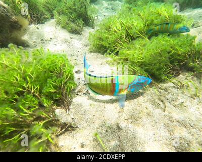 Un wrasse très orné (Thalassoma pavo) se trouve sur les côtes rocheuses de l'océan Atlantique est et de la mer Méditerranée. Également connu comme un Banque D'Images