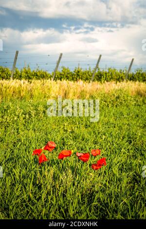 Poppys iat un pré avec des vignobles dans le Burgenland Banque D'Images