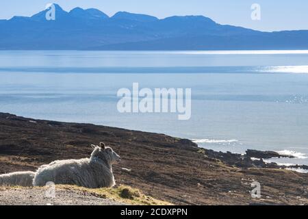 Moutons sur la côte de l'île de Skye Banque D'Images
