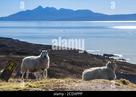 Mouton par un poste d'hydratant d'eau sur la côte de L'île de Skye Banque D'Images