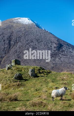 Moutons sur la côte de l'île de Skye Banque D'Images