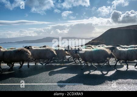 Les moutons sont bercés par un berger et un chien de berger sur le Île de Skye au printemps Banque D'Images