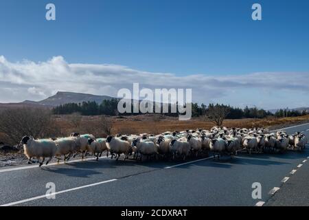 Les moutons sont bercés par un berger et un chien de berger sur le Île de Skye au printemps Banque D'Images