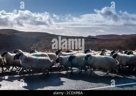 Les moutons sont bercés par un berger et un chien de berger sur le Île de Skye au printemps Banque D'Images