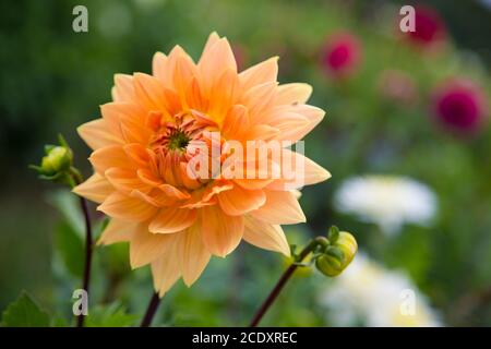 Dahlia, fleurs dans un jardin Banque D'Images