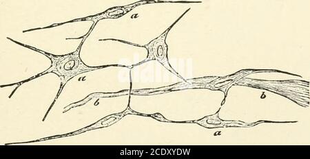 . Manuel de physiologie de Kirkes . wr H à Fig. 41. Fig. 42. Fig. 41.—tissu conjonctif des muqueuses du cordon ombilical, a. Cellules; b, fibrilles.Fig. 42.—partie d'une section d'un glossine lymphatique, dont les corpuscules ont été le plus souvent retirés, montrant le réticulum adénoïde. (Klein et Noble Smith.) Structure. Il se compose de cellules, qui dans la gelée de l'organare de l'émail stellate, enchâssée dans une substance intercellulaire molle semblable à la gelée qui forme la masse du tissu. Tissus adénoïdes ou lymphoïdes. Distribution. Cette variété de tissus émone le stroma de la rate et des glandes lymphatiques Banque D'Images