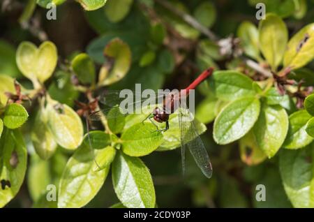 Homme perché Ruddy Darter (Sympetrum sanguineum) Banque D'Images