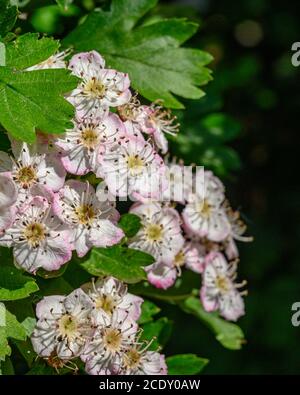 Hawthorn s'épanouit le long de la route East Lancs, A580, pendant le Lockdown Banque D'Images