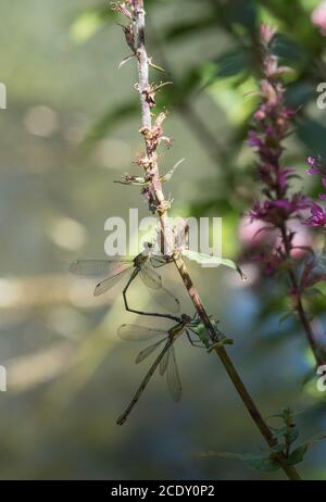 Paire de Willow Emeralds (Lestes viridis) Banque D'Images