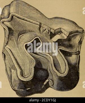 . Catalogue du fossile Mammalia dans le musée britannique, (Histoire naturelle) . Golfe de Cambay, Inde. Les dents sont d'accord avec celles du spécimen figurées par l'écrivain pré-envoyé dans le Paléontologia indica, ser. 10, vol. ii.pi. ii. Transféré du Musée de l'ancien Indien, 1880. 18788. Moitié antérieure de la première molaire gauche supérieure vraie ; de PerimIsland. Cette dent est aussi exactement en accord avec M. 1 0f le chiffre cité. Présenté par Mme Leach. 1845. M. 2958. Coulée du deuxième molaire vrai supérieur gauche. L'original (fig. 19) est originaire des Pliocène Siwaliks de Birmanie, et est conservé dans la muse indienne Banque D'Images