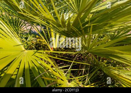 Palm Date - gros plan d'un palmier avec des fruits dans la couronne de paume Banque D'Images