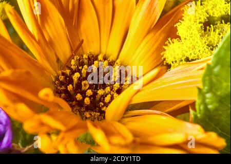 Détail d'une fleur jaune Banque D'Images