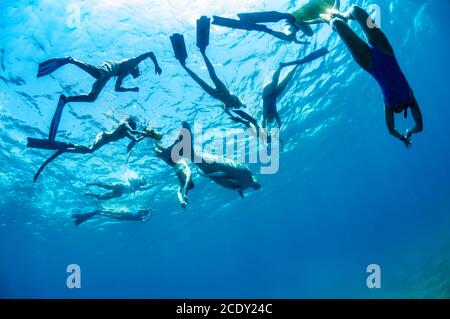 Dugong mignon et incroyable. Un groupe de plongeurs en flippers et masque regardant sur un animal d'océan assez rare qui nagent sous-marin Banque D'Images