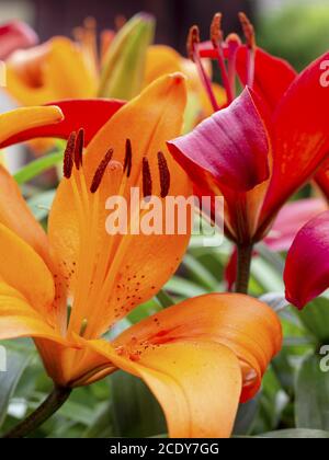 collecte de pollen sur un nénuphar en gros plan Banque D'Images