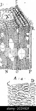 . Lettre de M. Anthony Van Leeuwenhoek, F. R. S. concernant les écorces d'arbres . B ; G TY E J^ : Banque D'Images