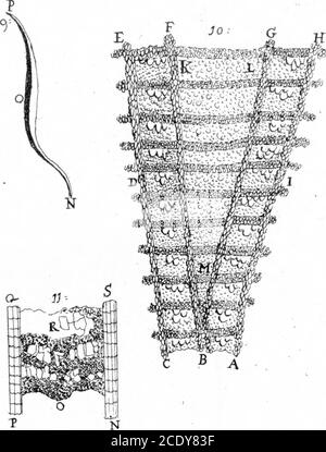 . Lettre de M. Anthony Van Leeuwenhoek, F. R. S. concernant les écorces d'arbres . Banque D'Images